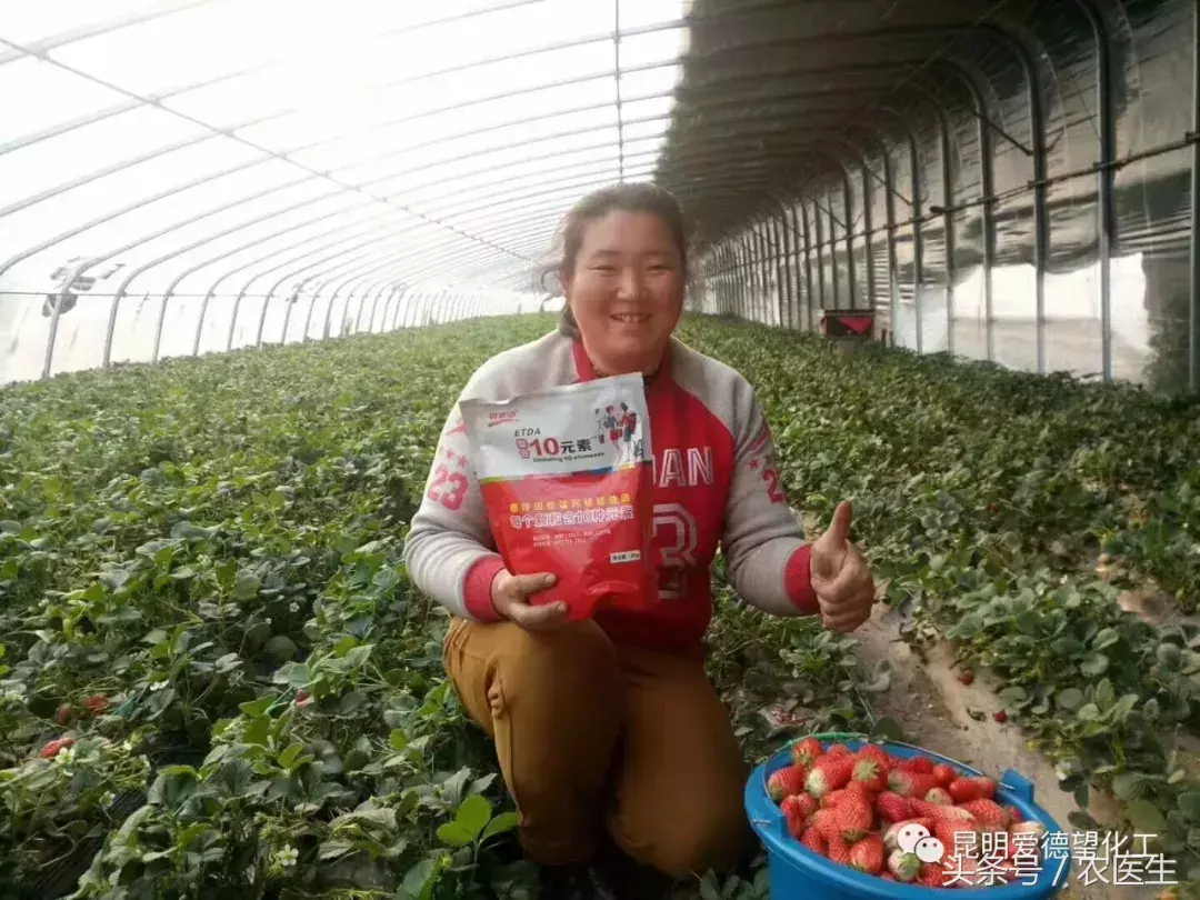 致富经钙果种植视频_钙果种植管理技术视频_种植钙果的前景如何