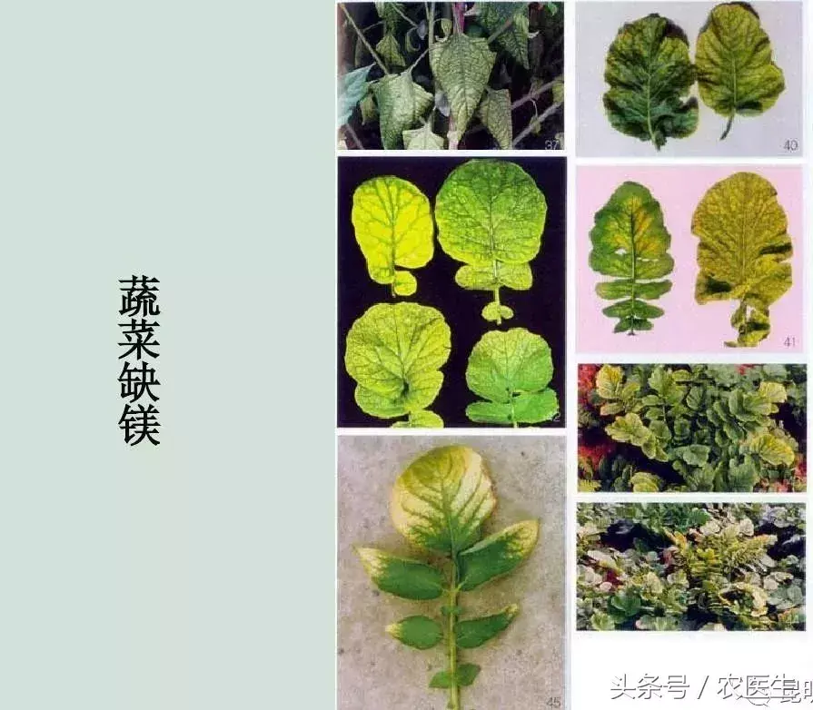 种植钙果的前景如何_钙果种植管理技术视频_致富经钙果种植视频