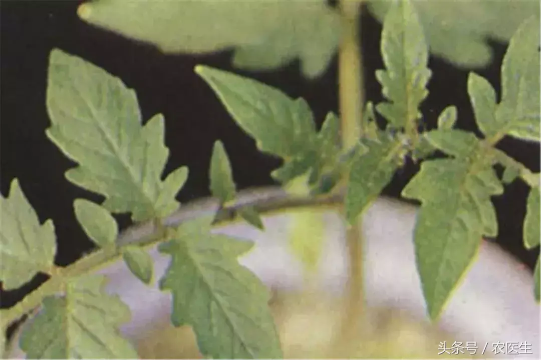 种植钙果的前景如何_钙果种植管理技术视频_致富经钙果种植视频
