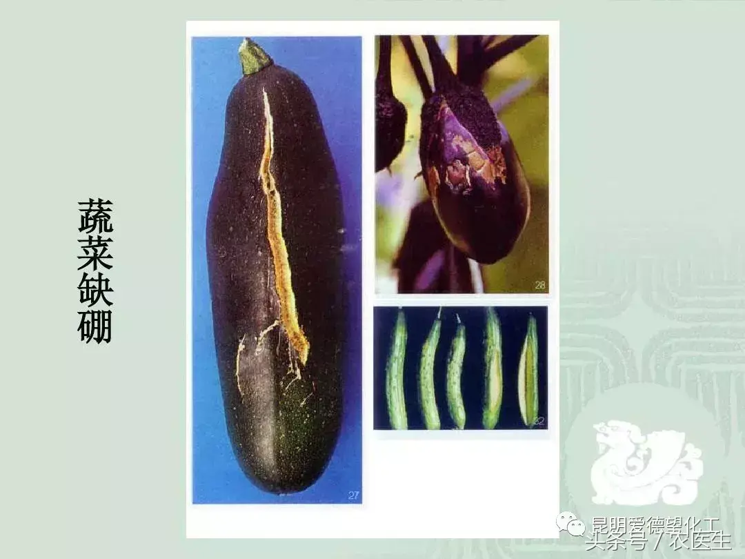 致富经钙果种植视频_钙果种植管理技术视频_种植钙果的前景如何