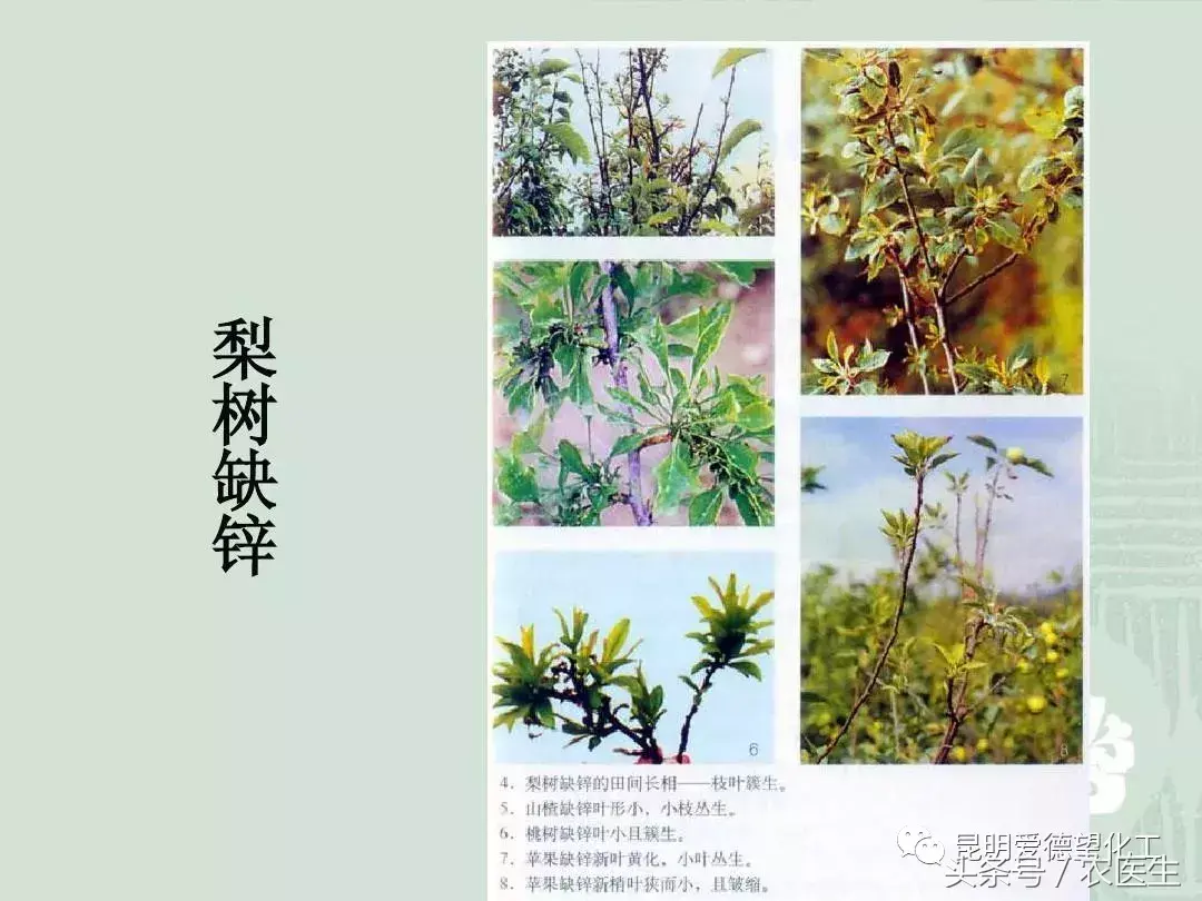 种植钙果的前景如何_致富经钙果种植视频_钙果种植管理技术视频