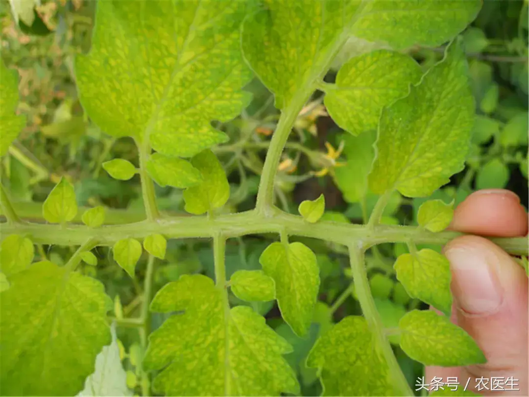 种植钙果的前景如何_钙果种植管理技术视频_致富经钙果种植视频