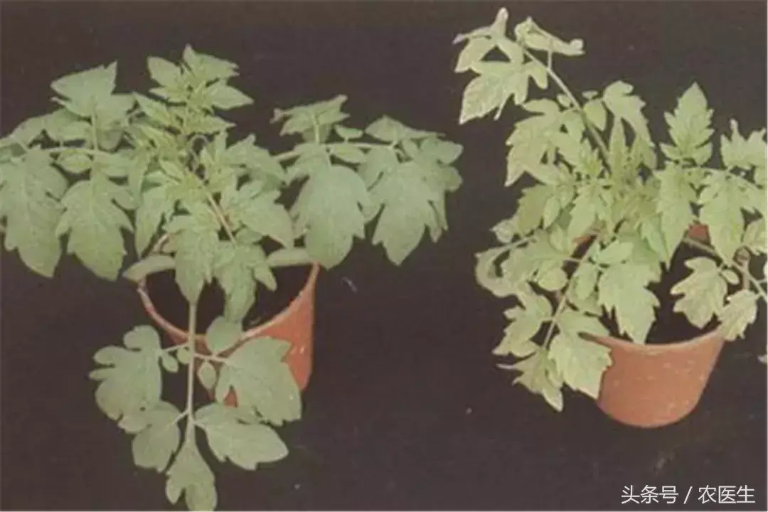 钙果种植管理技术视频_种植钙果的前景如何_致富经钙果种植视频