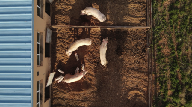 用牧草养猪致富_苜蓿草养猪致富经_苜蓿草养猪案例