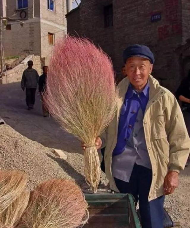 农村种植致富幼苗_农村致富新项目种植_致富种植视频全集