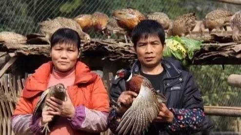致富养殖业_农村养殖致富标题_致富养殖语