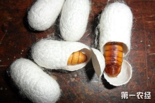 养殖蝉蛹的周期要多久_蝉蛹得养殖技术_养殖蝉蛹赚钱吗