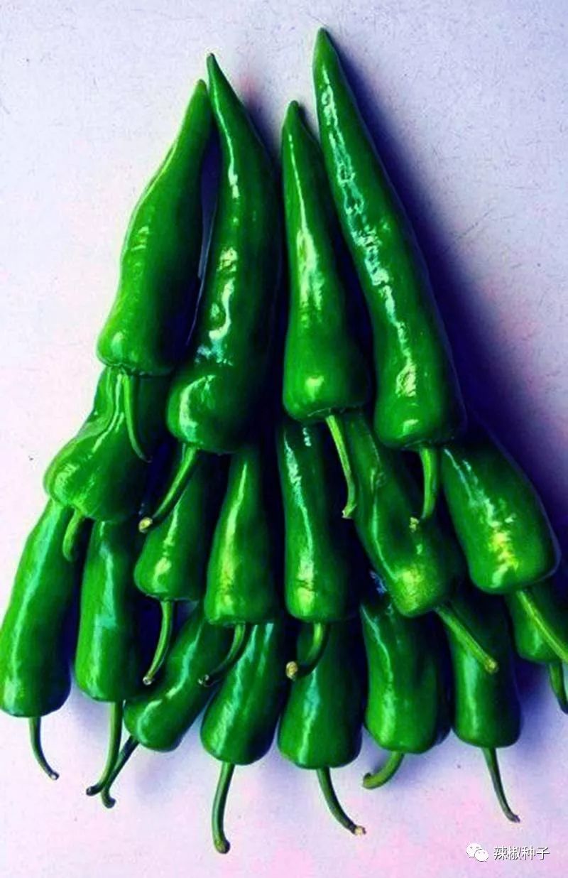 牛椒亩产量_牛椒种植技术_椒的种植技术