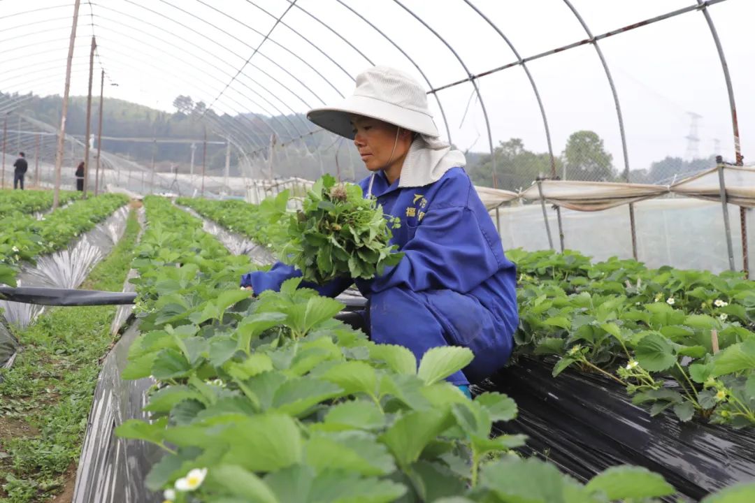 椒的种植技术_牛场辣椒种子_牛椒种植技术