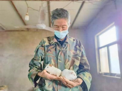 养殖荷兰鼠 探索致富路
