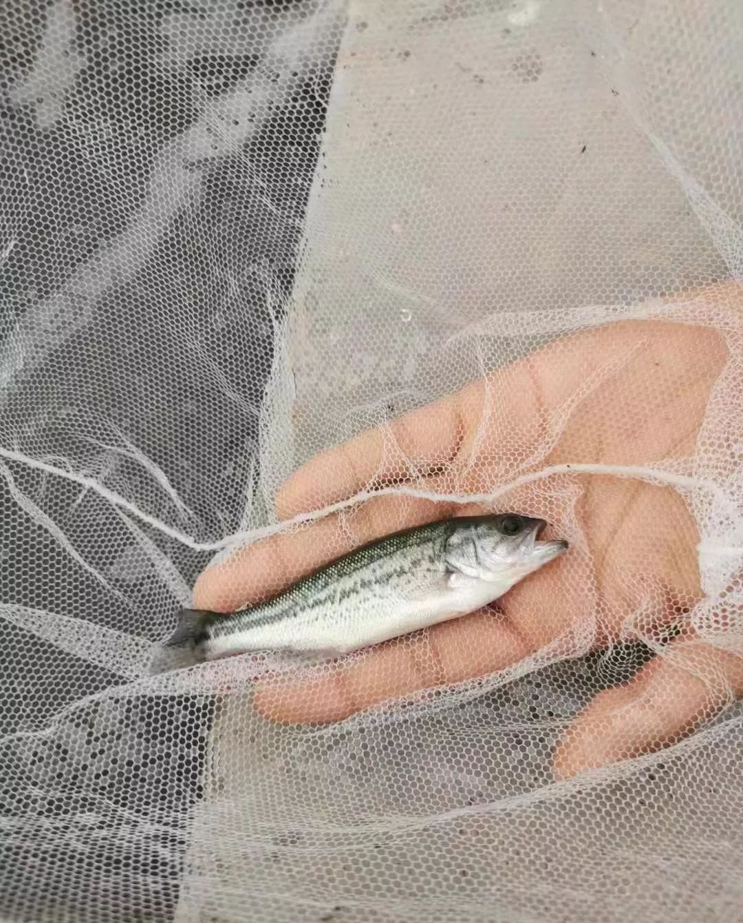 繁殖鱼赚钱_致富繁殖鱼苗视频_致富经鱼苗繁殖