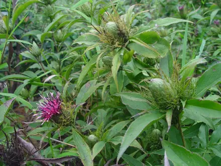 种植苍术挣钱吗_苍术种植致富_致富种植苍术图片