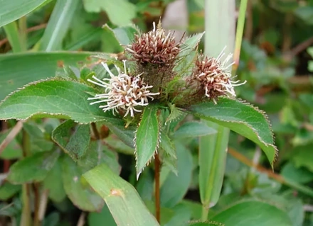 苍术种植致富_致富种植苍术图片_种植苍术挣钱吗