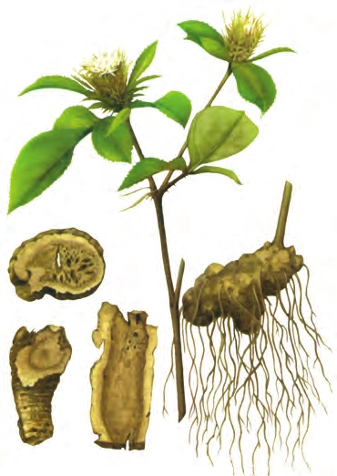 种植苍术挣钱吗_苍术种植致富_致富种植苍术图片