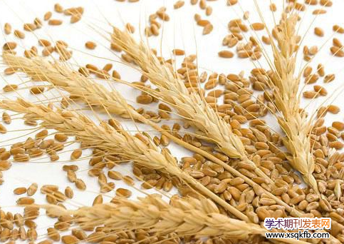 徽县小麦生产取得的成效及存在问题探讨