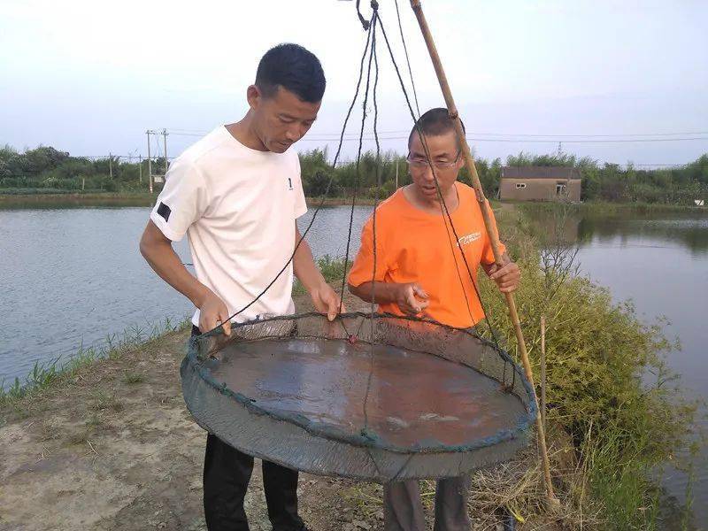 从门外汉到“养虾达人”，他带领周边养殖户闯出一条致富路！