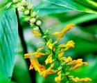 舞花姜,舞花姜图片,舞花姜的作用,舞花姜的养殖方法,舞花姜的种植技术