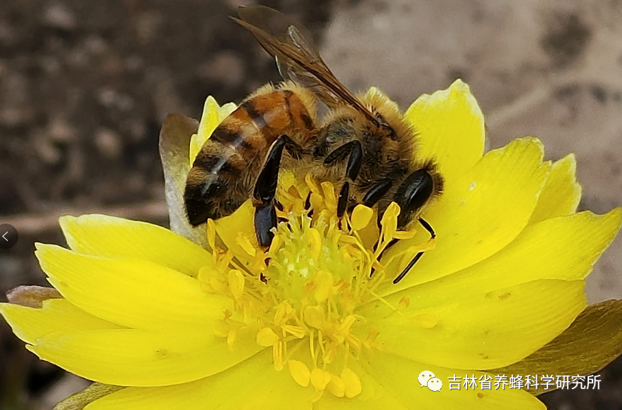蜜蜂养殖新技术视频_蜜蜂养殖技术视频播放_山蜜蜂养殖技术