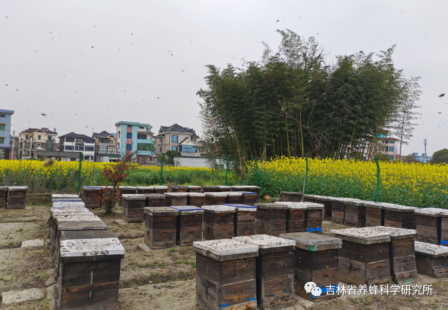 蜜蜂养殖技术视频播放_山蜜蜂养殖技术_蜜蜂养殖新技术视频
