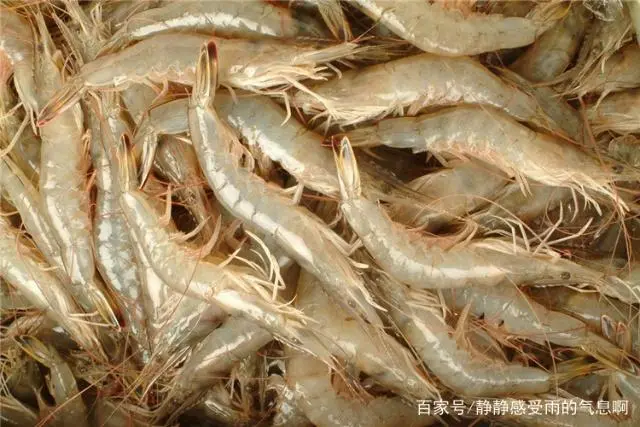 台湾虾怎么养殖技术_虾养殖台湾技术视频_台湾虾养殖环境