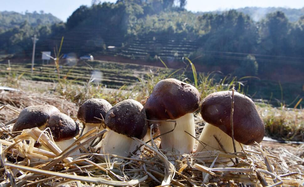 致富经老茶树_老茶树价值_老茶树多少钱一斤