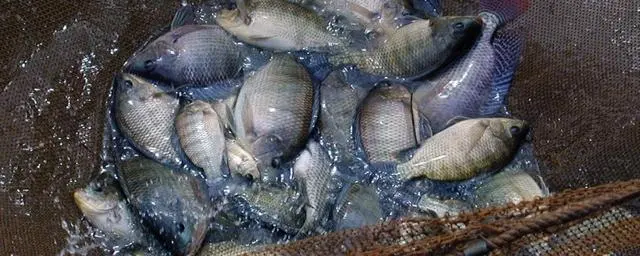 脆肉罗非鱼：没有土腥味，价格翻3倍，这条鱼“贵”在哪里？