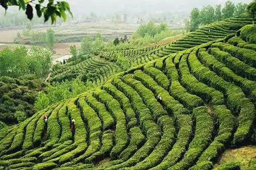 老茶树多少钱一斤_农村老茶树_致富经老茶树