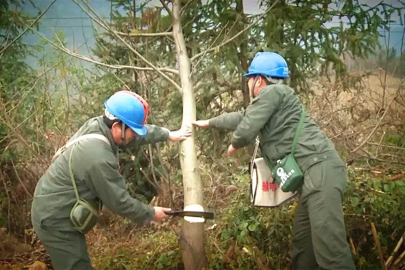 致富经老茶树_农村老茶树_老茶树多少钱一斤