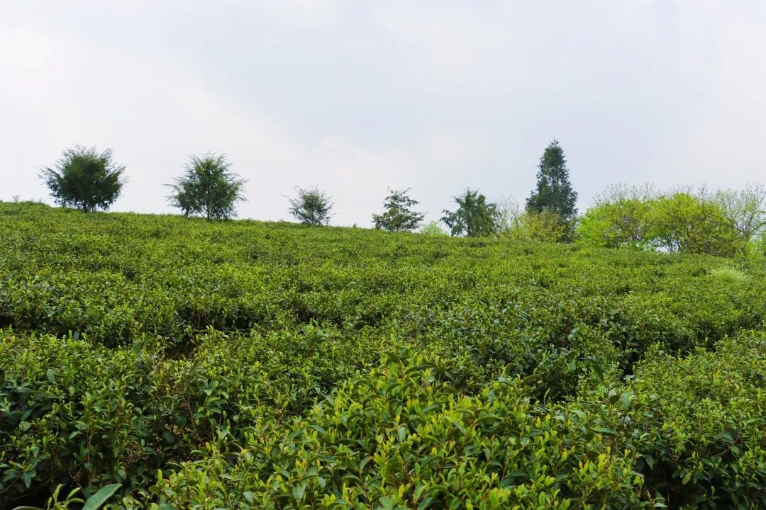 致富经老茶树_老茶树的茶叶多少钱_老茶树多少钱一斤