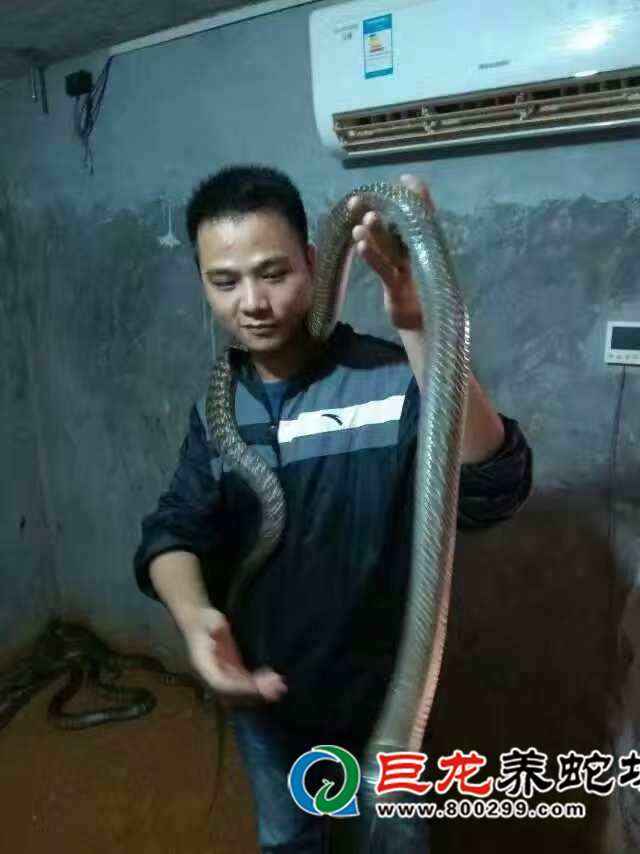 养蛇技术教程