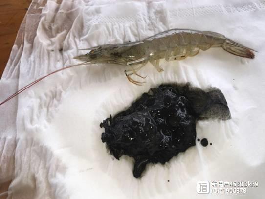 大棚对虾养殖技术教程_大棚养殖对虾前景如何_大棚对虾养殖技术视频