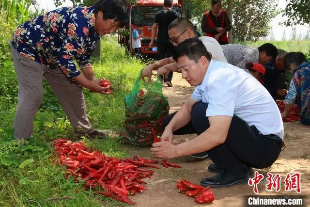 山西屯留9万亩辣椒迎丰收季：特色产业从无到有拓宽致富路