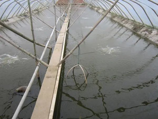 大棚对虾养殖技术视频_大棚对虾养殖技术教程_大棚养对虾技术成熟吗