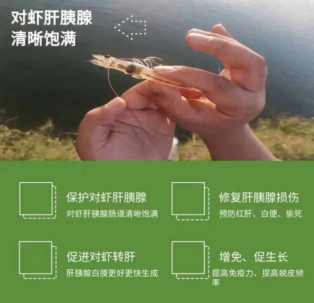 大棚对虾养殖技术教程_大棚对虾养殖技术视频_大棚养对虾技术成熟吗