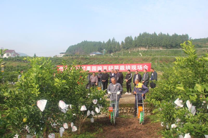 豌豆尖栽培技术_豌豆尖种植技术和时间_豌豆尖种植技术视频