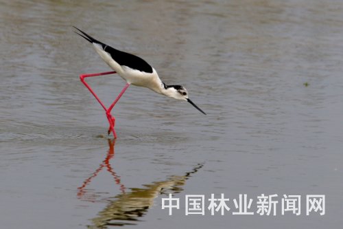 豌豆尖种植技术和时间_反季节豌豆尖种植视频_豌豆尖种植技术视频