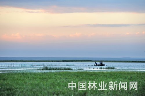 豌豆尖种植技术和时间_反季节豌豆尖种植视频_豌豆尖种植技术视频