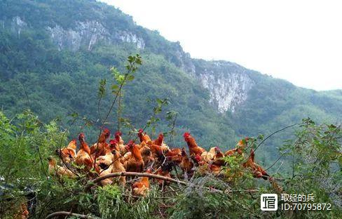 冬季是鸡养殖技术_冬季养鸡是不是风险很大_冬季养鸡需要注意什么