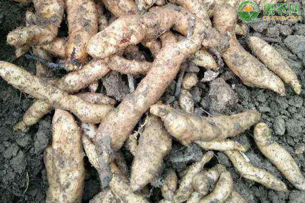 天麻种植时间及管理方法-图片版权归惠农网所有