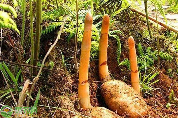 天麻种植时间及管理方法-图片版权归惠农网所有