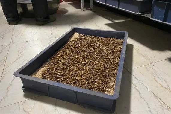 黑水虻养殖赚钱吗_致富经黑水虻养殖_黑水虻养殖成本和利润