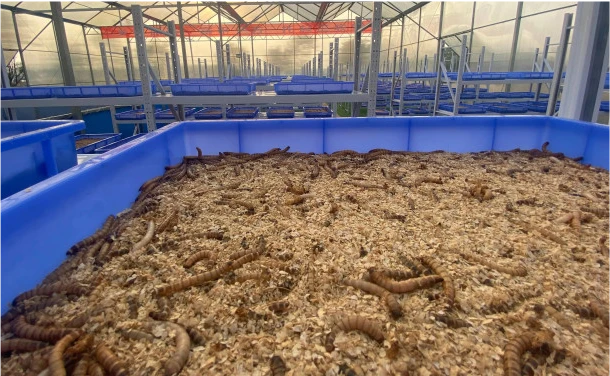 黑水虻养殖成本和利润_黑水虻养殖赚钱吗_致富经黑水虻养殖