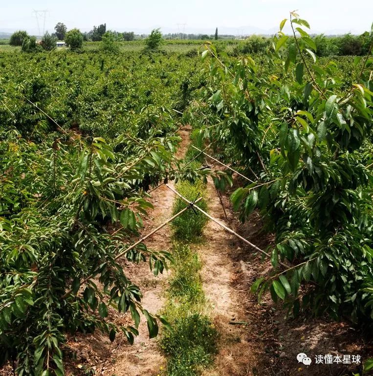 木瓜的种木瓜种子种植方法_木瓜子种植技术_木瓜种子怎样种植