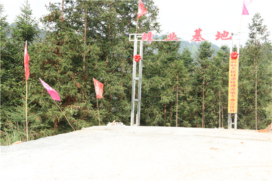【聚焦八要素】小土蜂“闯”出新天地 “孕”育大产业