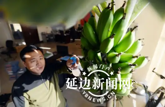 盆栽香蕉树怎么种植_香蕉盆景种植技术_香蕉种植盆景技术与管理