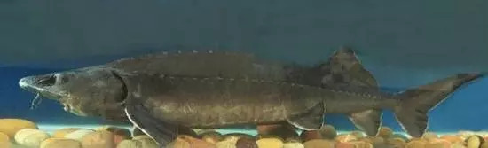 鸭嘴鱼缸_鱼苗网箱养殖_鸭嘴鱼网箱养殖技术