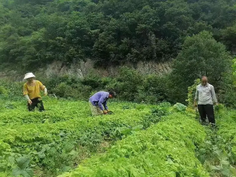 致富种植绞股蓝怎么样_致富种植绞股蓝好不好_绞股蓝种植致富