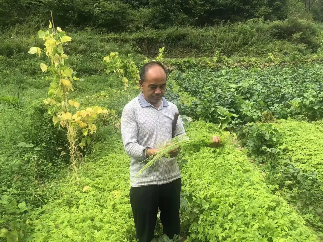 致富种植绞股蓝怎么样_致富种植绞股蓝好不好_绞股蓝种植致富