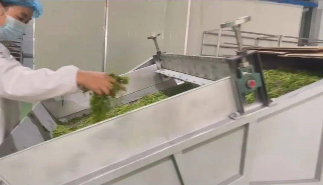 绞股蓝种植致富_致富种植绞股蓝怎么样_致富种植绞股蓝好不好