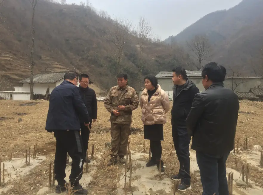 绞股蓝种植致富_致富种植绞股蓝好不好_致富种植绞股蓝怎么样